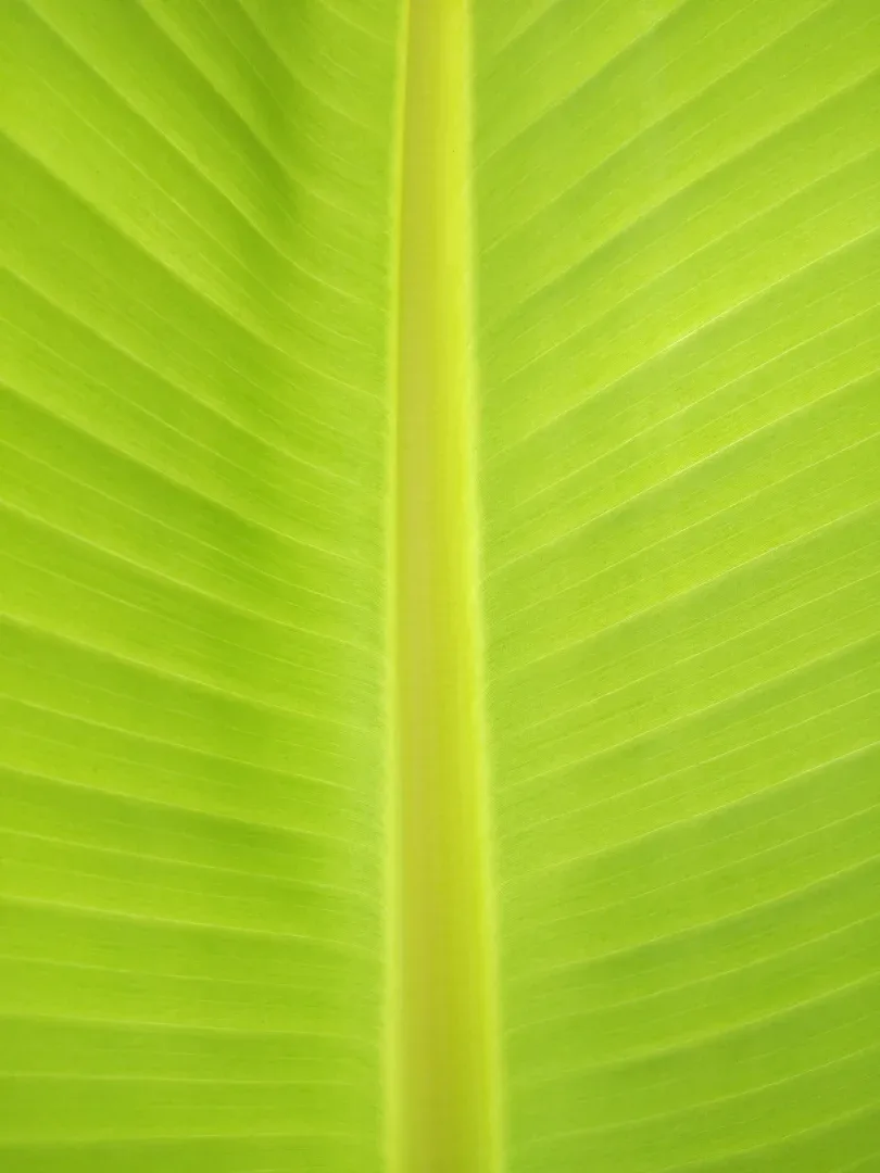 What Are The Environmentally-friendly Laundry Detergents Available?